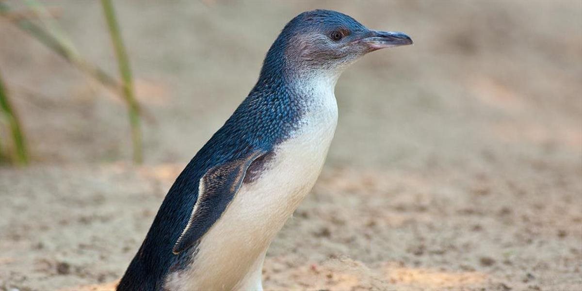 Austrálske úrady riešia smutný nález: Na jednej z pláží našli mŕtvych 58 tučniakov modrých