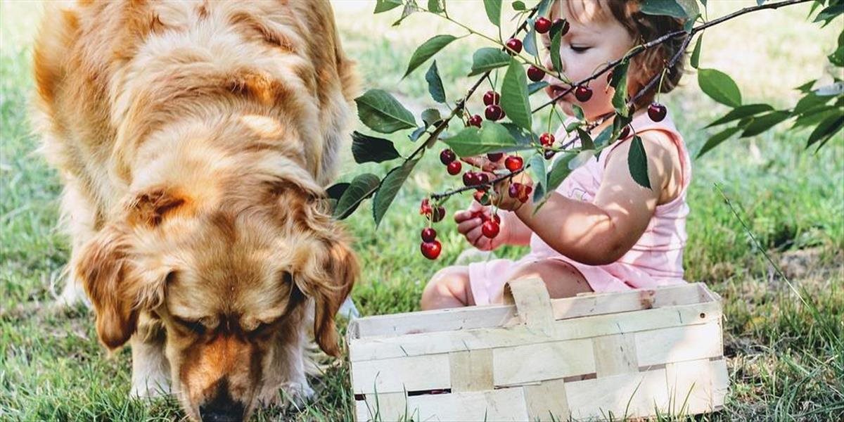 Váš pes potrebuje vitamíny rovnako ako vy: Nie všetko ovocie je ale vhodné, toto ho môže zabiť!