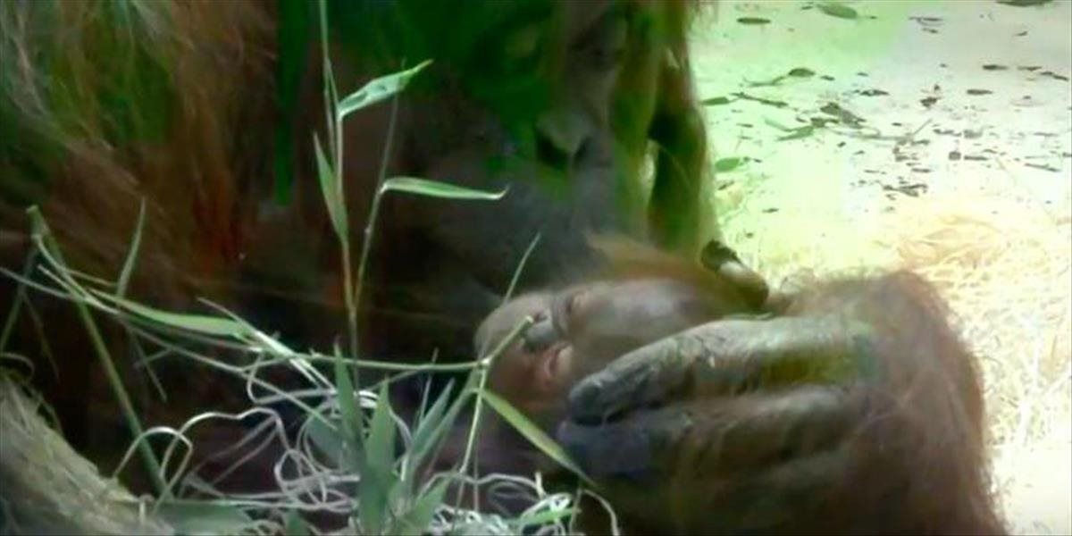 VIDEO Rozkošné zábery materskej lásky: V parížskej zoo sa narodila samička orangutana bornejského