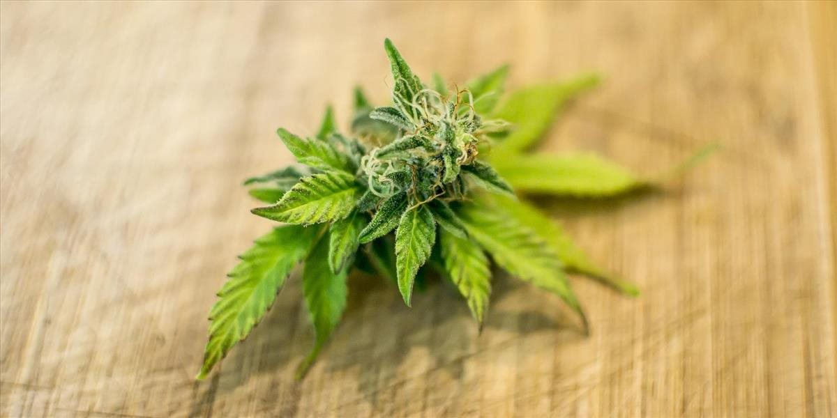 V Massachusetts otvoria prvý legálny obchod s marihuanou