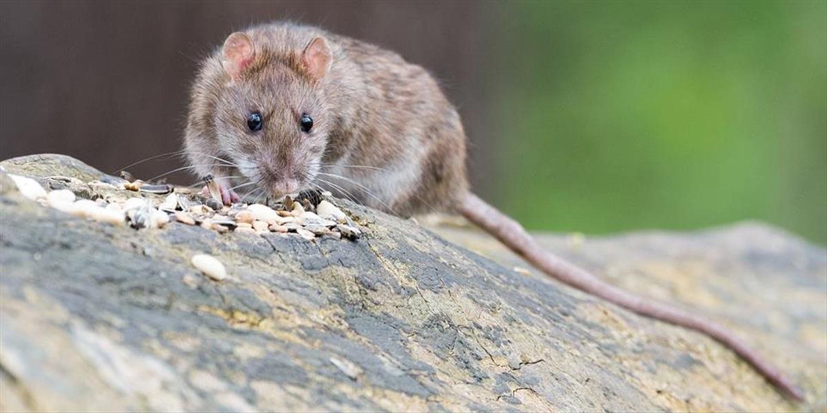 VIDEO Netradičná naháňačka: Potkan si hravo poradil s mačkou, ktorá ho chcela uloviť