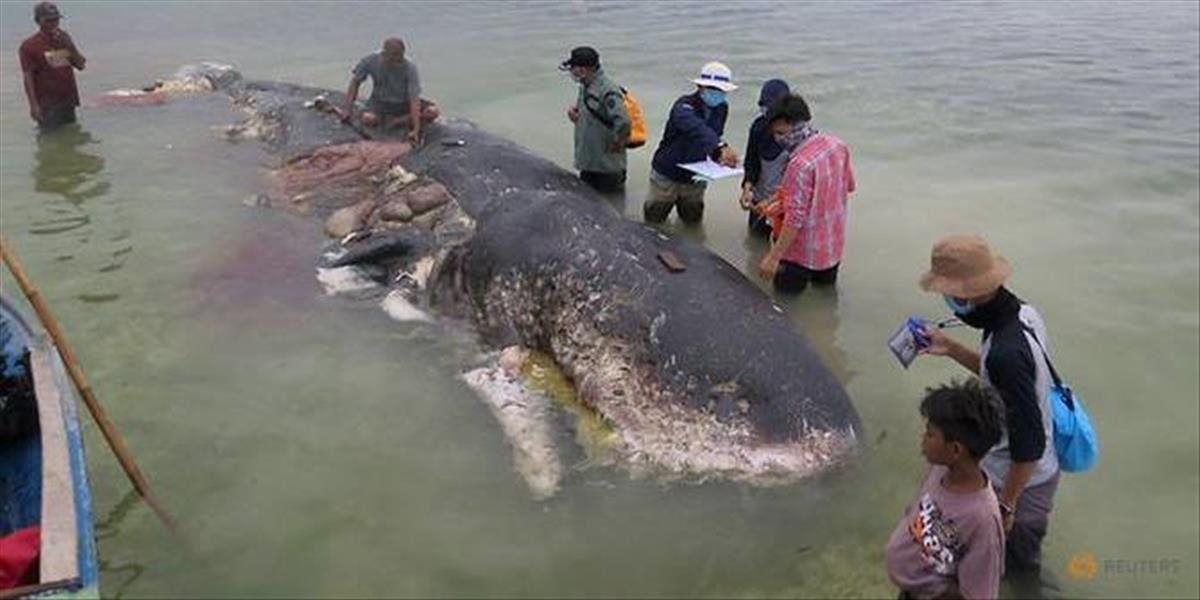 VIDEO Uhynutá veľryba mala v žalúdku 5,9 kilogramu plastového odpadu