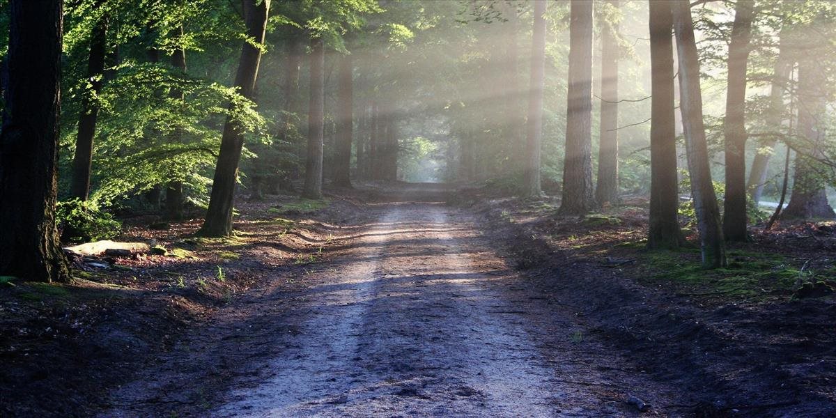 Lesnícki odborníci: Výmenu generácií drevín viažme na prirodzenú obnovu lesa