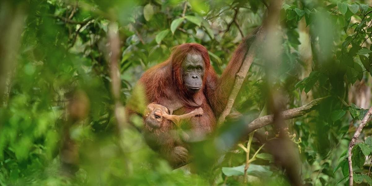 Czech Press Photo vyhrala snímka orangutanej matky s umierajúcim potomkom