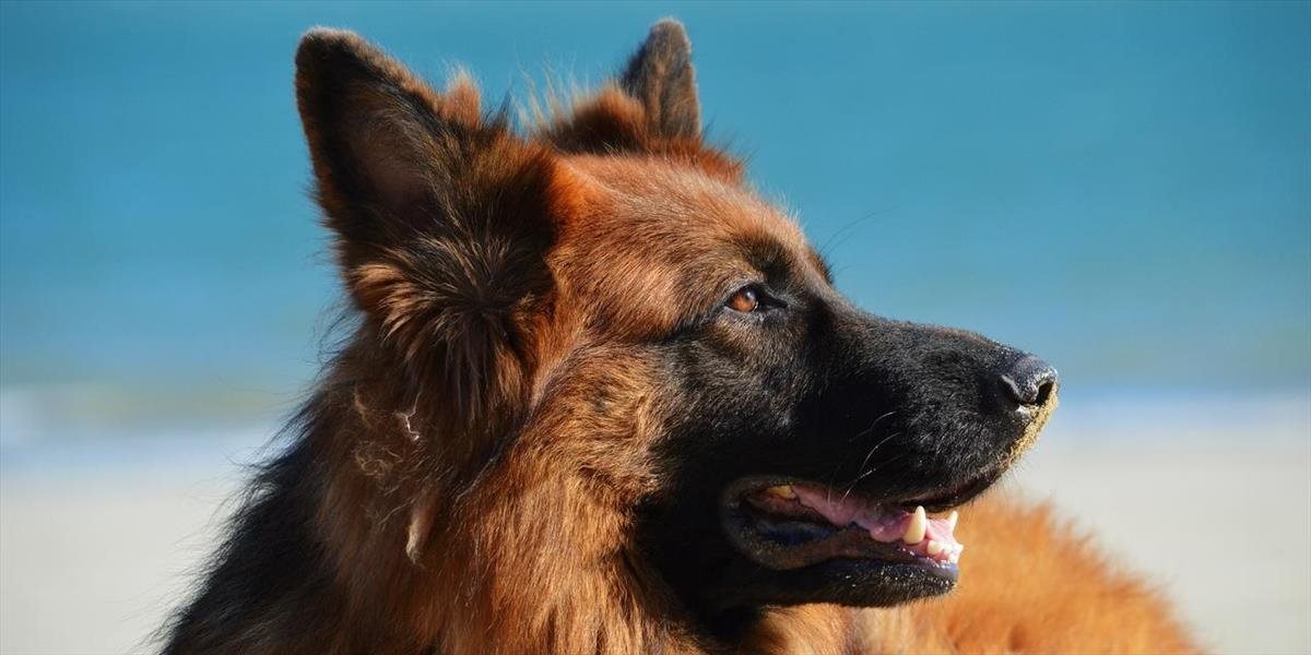 New York má novú psiu policajnú jednotku, je v nej aj ovčiak zo Slovenska