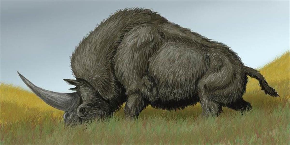 Sibírsky nosorožec vyhynul neskôr, ako sa pôvodne predpokladalo