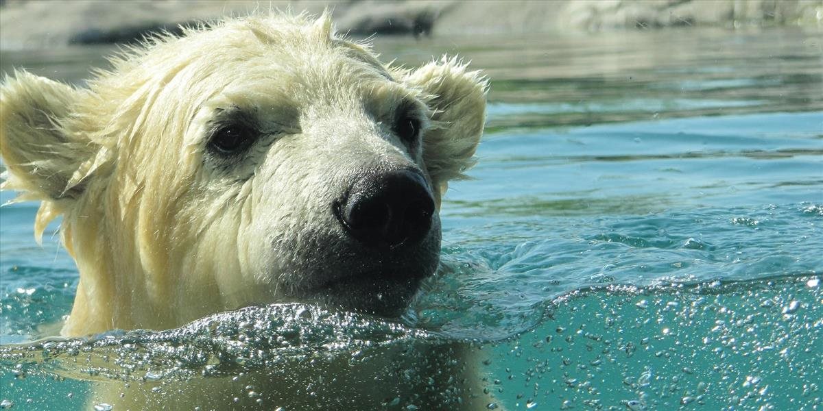 V berlínskej zoo porodila ľadová medvedica