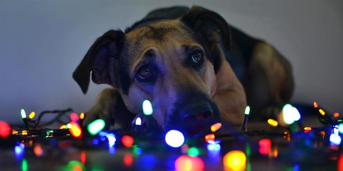 Pes nie je vianočný darček! Preto nemecké útulky na istý čas zakázali adopcie