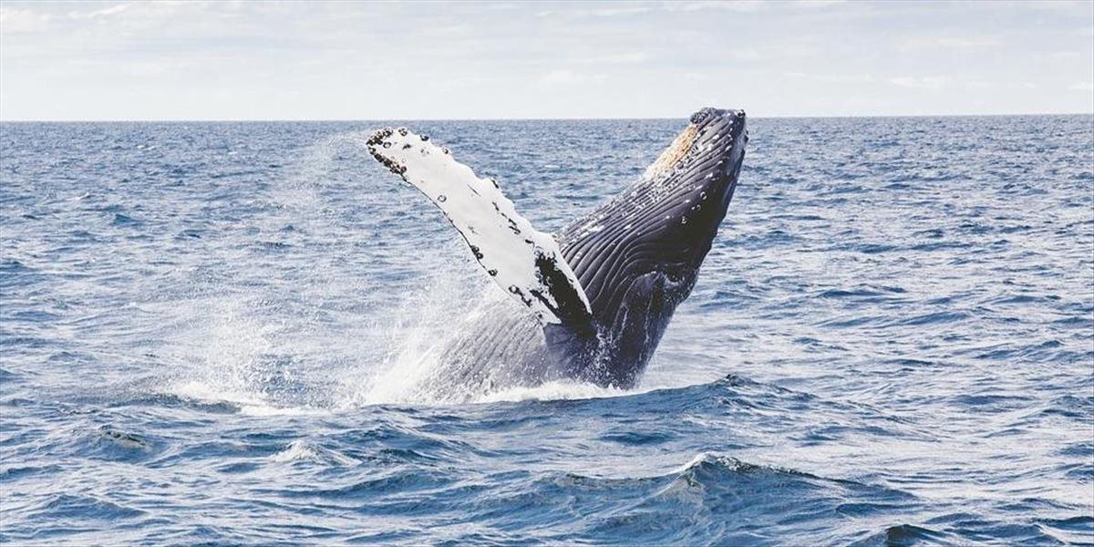 Japonsko vystupuje z IWC: Od júla obnoví komerčný lov veľrýb