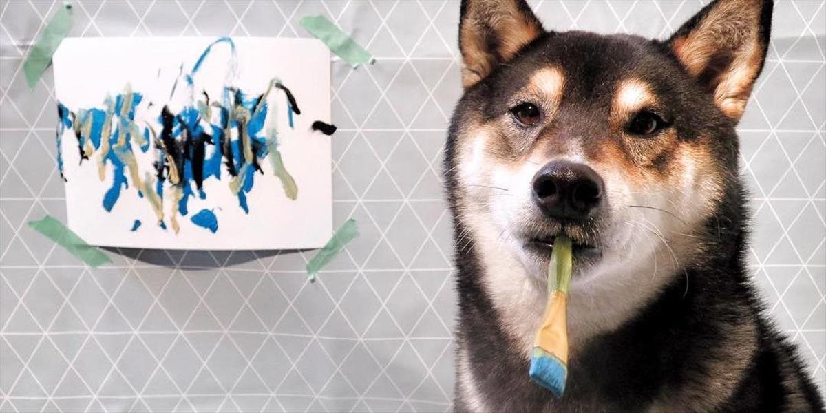 FOTO + VIDEO Pes maľuje obrazy a zarába na nich veľké peniaze! Pozrite sa, ako vznikajú jeho diela