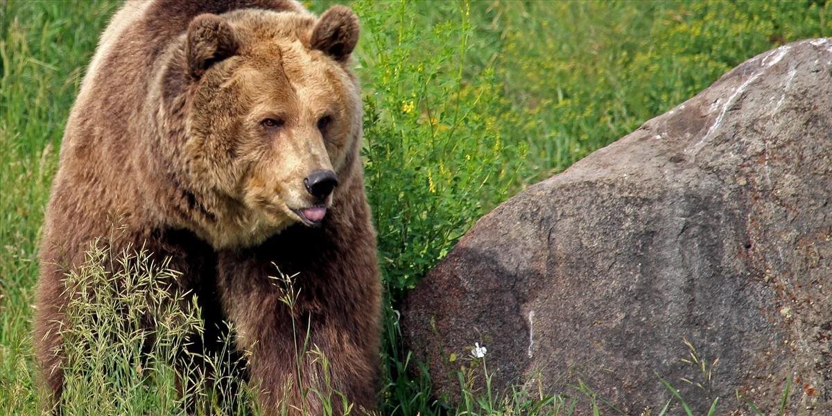 Sprievodcovi z Aljašky, ktorý naháňal medveďov smerom ku klientom, odobrali licenciu