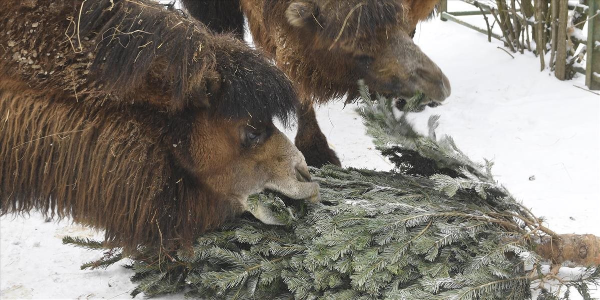 Košická zoo využila nepredané vianočné stromčeky