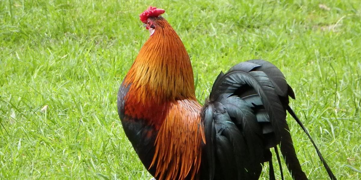 Španielska polícia zatkla vyše 180 ľudí za účasť na kohútích zápasoch