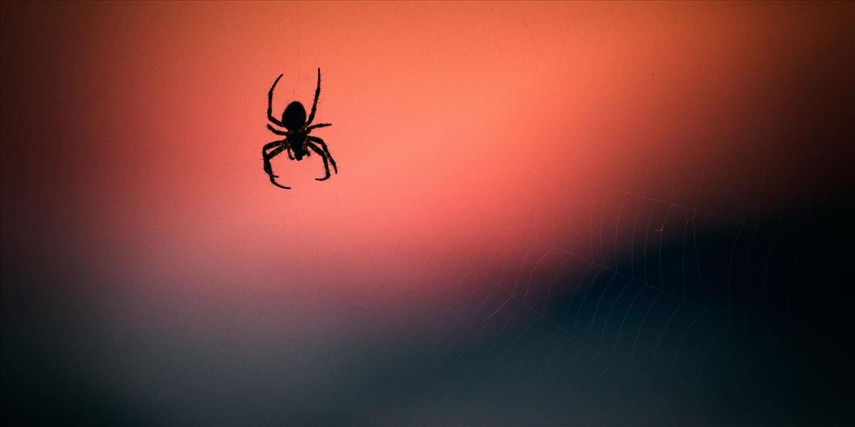 VIDEO Najhorší sen všetkých ľudí s arachnofóbiou: V Brazílii z neba padali pavúky!