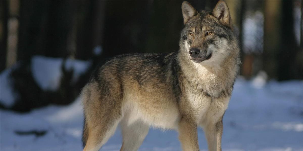 Chovatelia stád, ktorých poškodia vlci, dostanú plnú náhradu škody