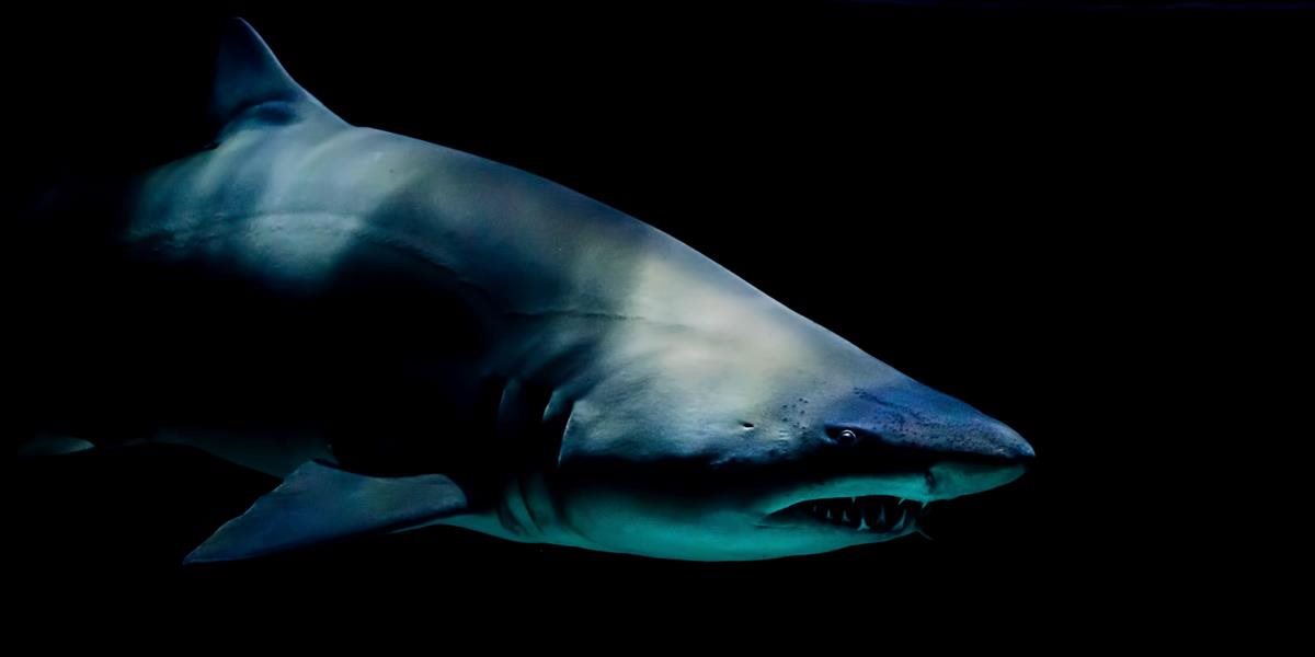 FOTO + VIDEO Šok pre potápačov: Pri pobreží Havaja spozorovali jedného z najväčších žralokov modrých, o akých je záznam!