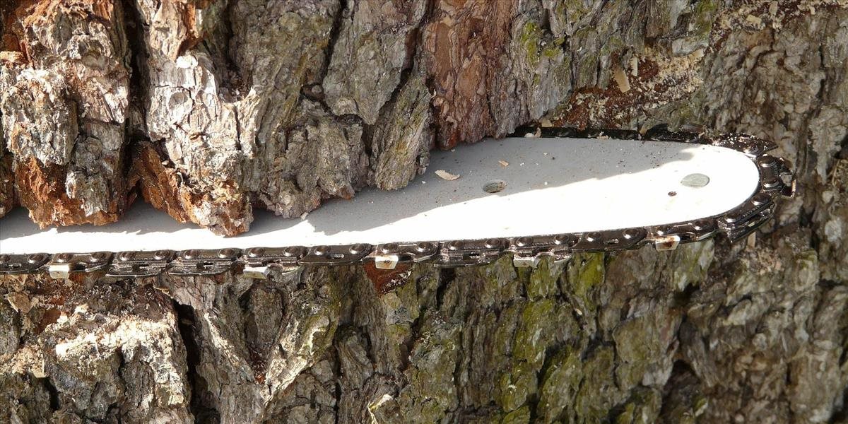 Na Devínskej Kobyle v Bratislave boli protiprávne vyrúbané zdravé stromy