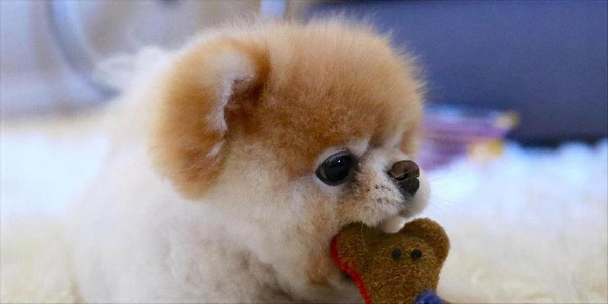 Smutná správa: Zomrel Boo, najrozkošnejší psík na svete