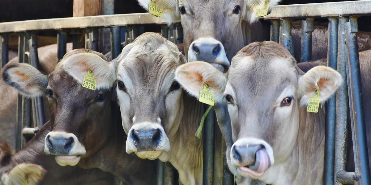 Polícia preveruje podozrenia, že bitúnok obchodoval s chorým dobytkom