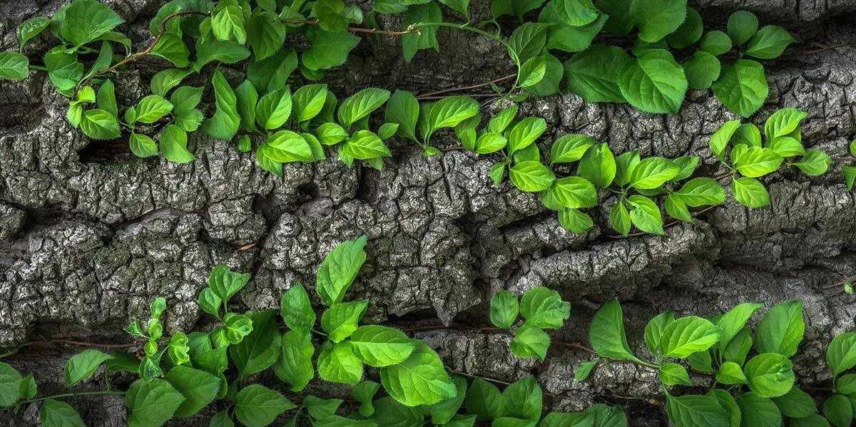 Kvôli otepľovaniu je u rastlín spomalená tvorba kyslíka