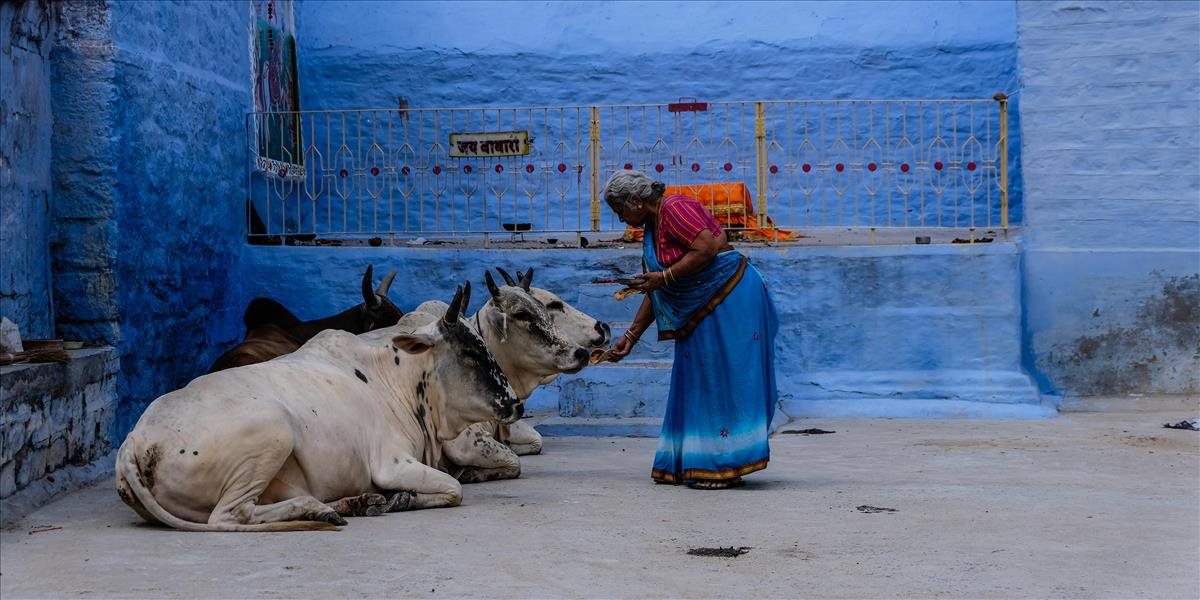 Indický štát Uttarpradéš nariadil značkovať stratené kravy čiarovými kódmi