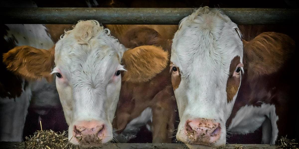 Veterinári dostali informáciu o ďalších prevádzkach s poľským mäsom