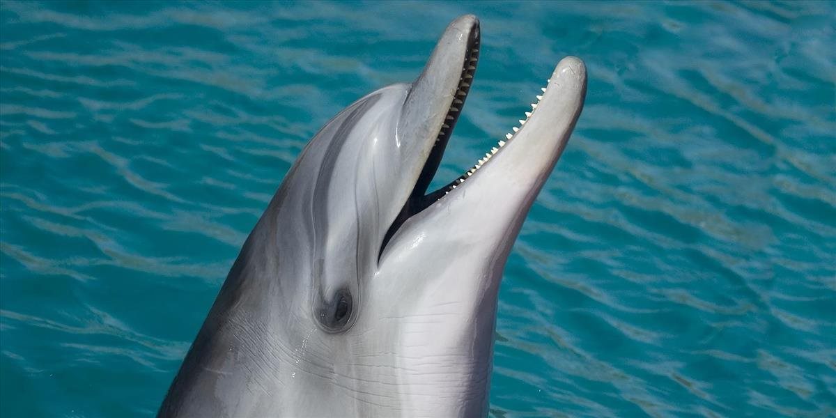 V delfináriu zahynul z neznámych príčin už štvrtý delfín