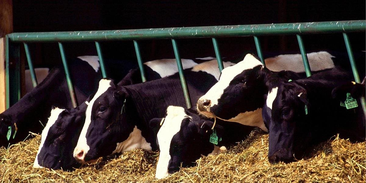 Poľský minister poľnohospodárstva tvrdí, že podozrivé mäso nebolo nevyhovujúce