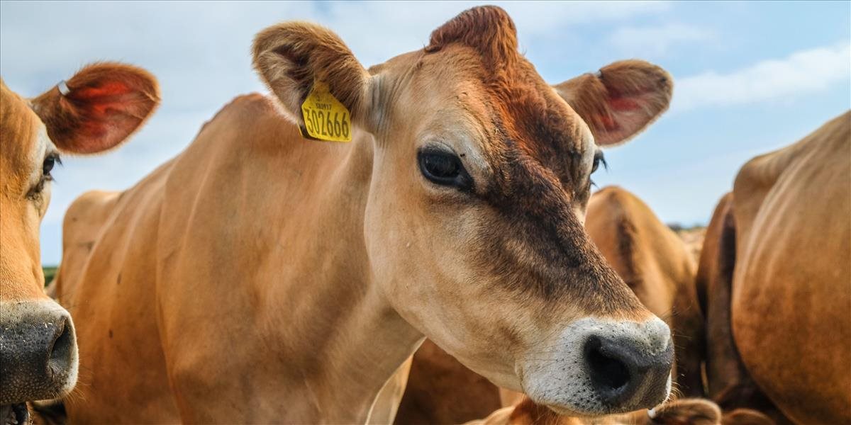 V Poľsku sa objavila atypická forma choroby šialených kráv! Zistili ju v blízkosti českých hraníc