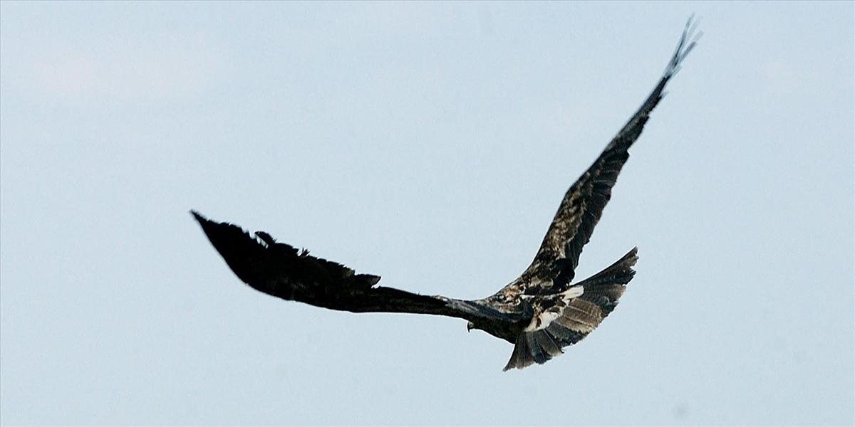 Zo Slovenska miznú vzácne dravce, čo sa za tým skrýva?