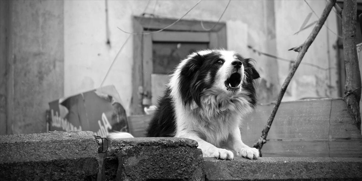 Vo Francúzsku psy nemôžu brechať, zakázala to istá samospráva