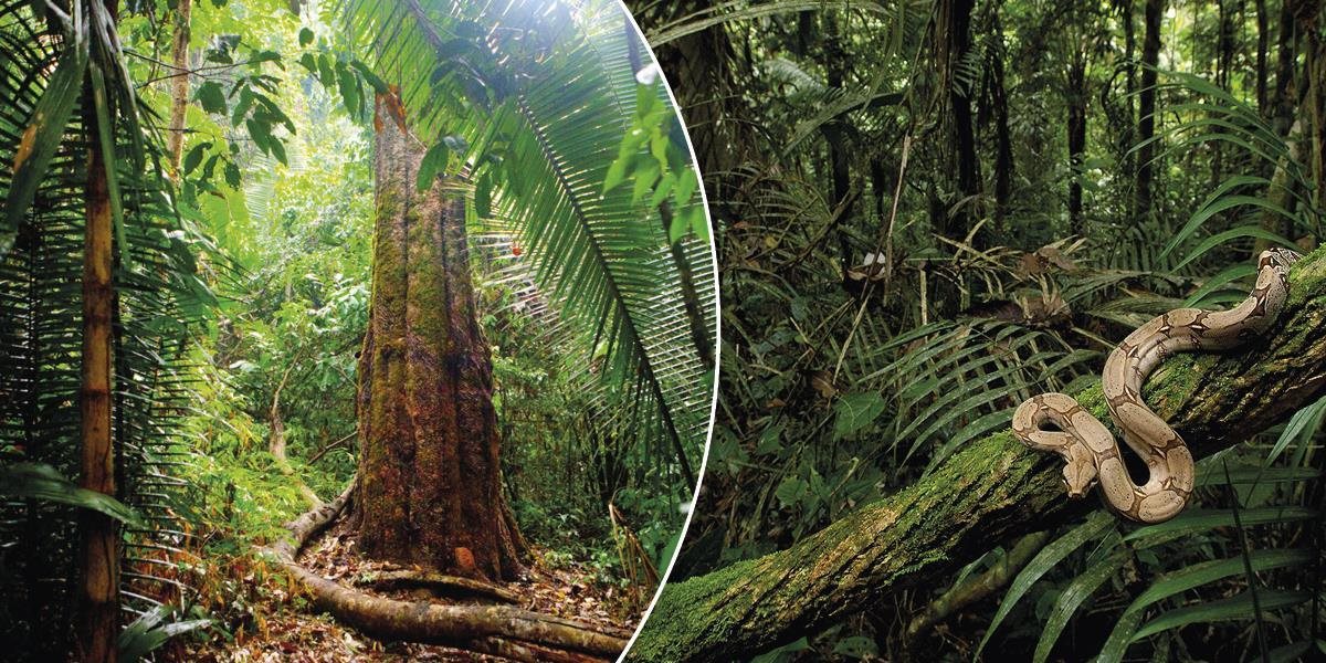 Česi skupujú Amazonský prales: Chcú zachrániť, čo sa dá
