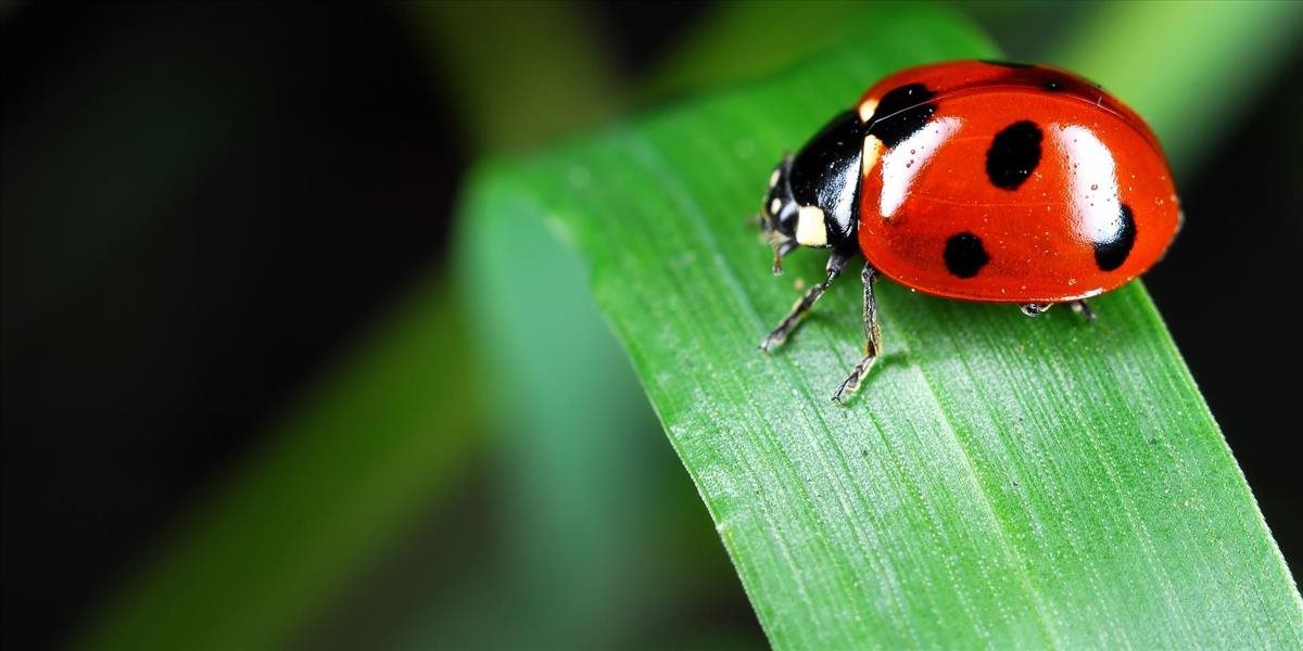 Kvôli vymieraniu hmyzu hrozí celému svetovému ekosystému kolaps