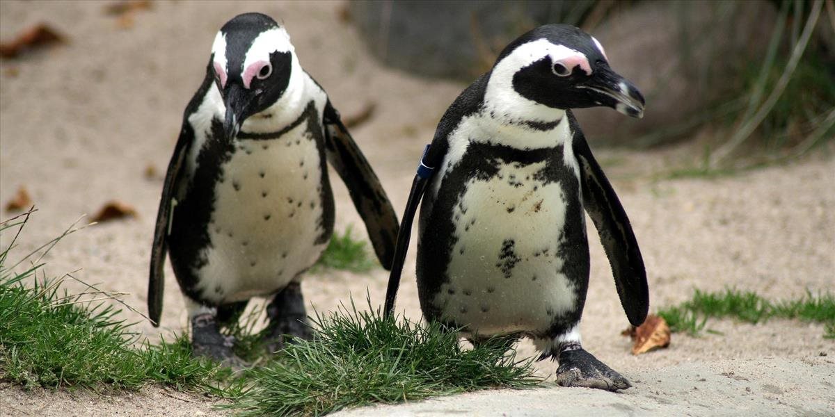 Tučniaky oslavujú Valentína: Biológovia im dali plstené srdcia