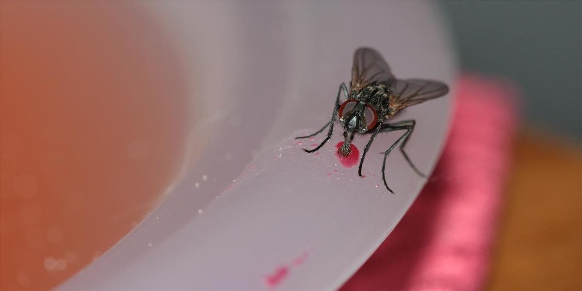 Otravy jedlom budú čoraz častejšie: Infikované muchy sa premnožia teplom, varujú vedci