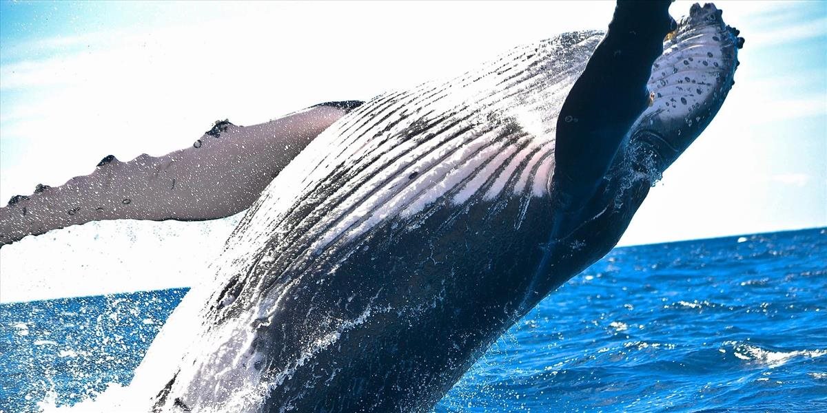 V amazonskom dažďovom pralese bola objavená veľryba
