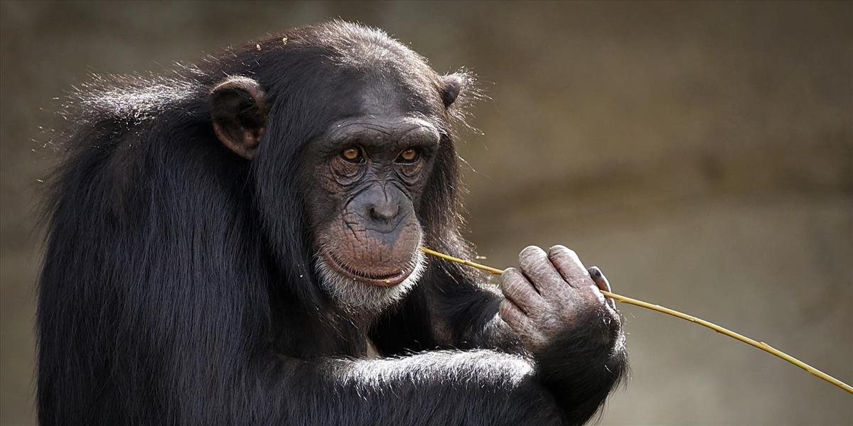 Našla sa opica, ktorá ušla z berlínskej zoo
