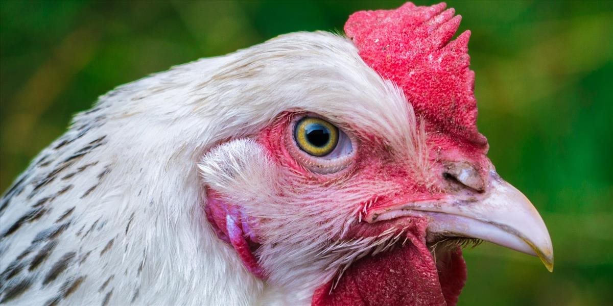 Štátna veterinárna správa v Česku zadržala zásielku kuracieho mäsa z Poľska