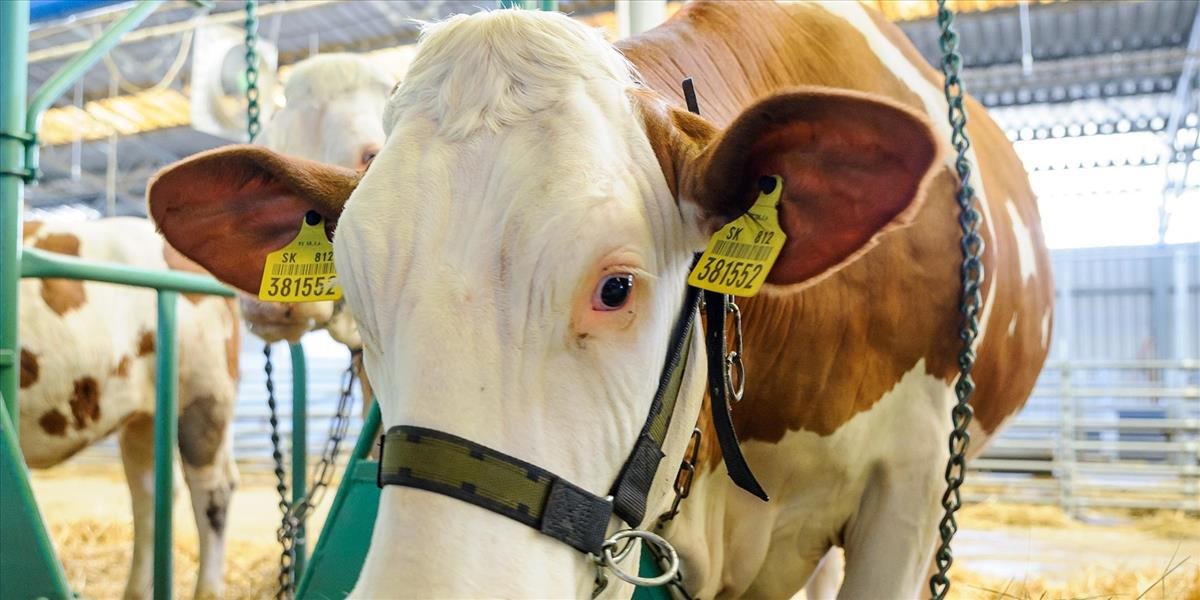 Chov dobytka a následnú produkciu mlieka postihla personálna kríza