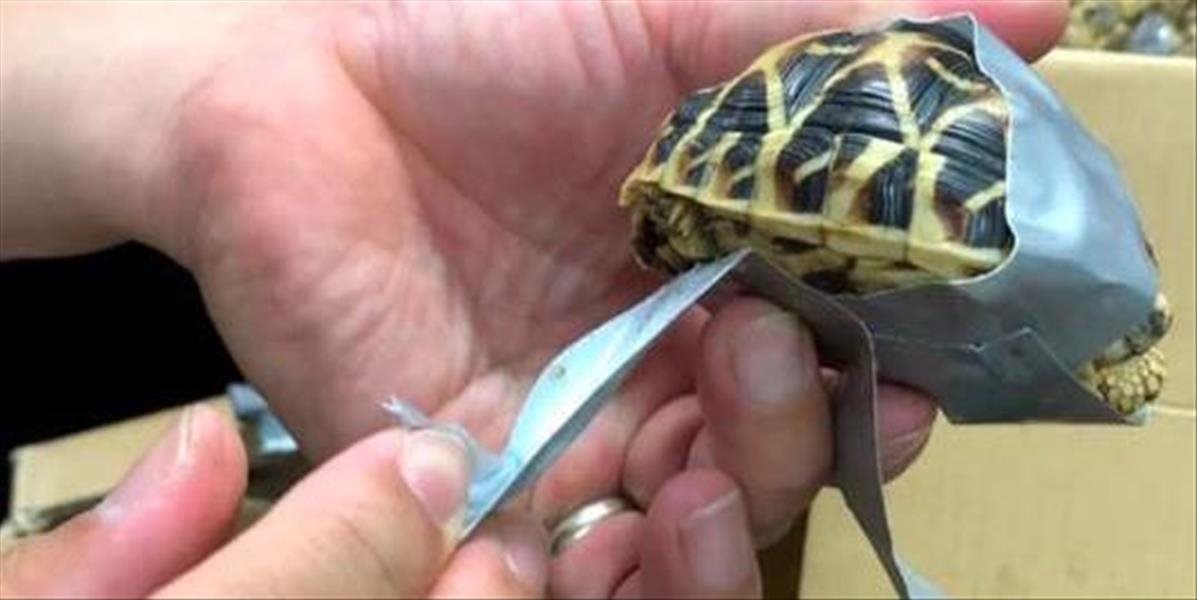 Na letisku v Manile sa našlo v batožine viac než 1500 malých korytnačiek