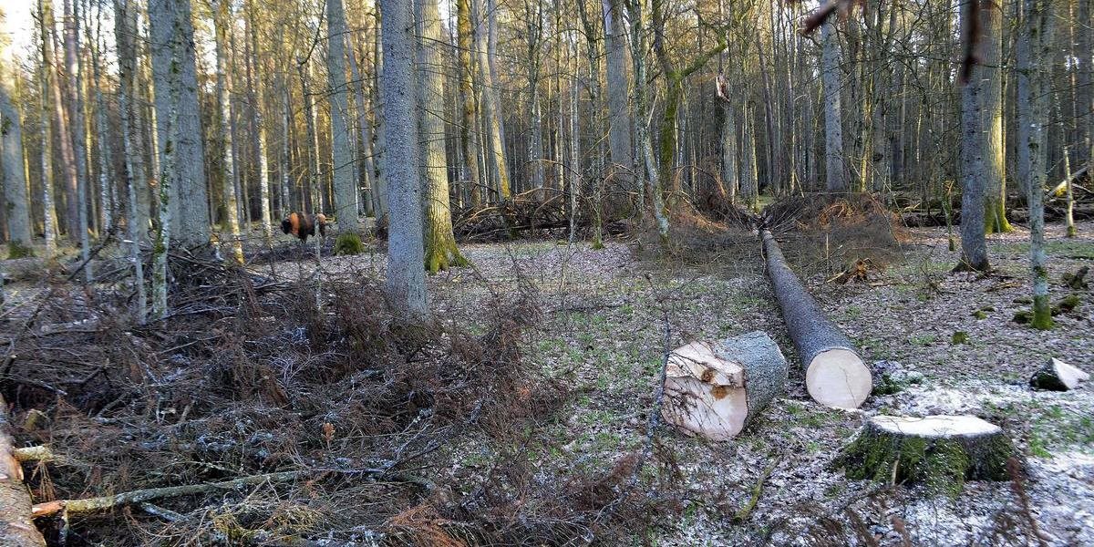 Zonácia ochráni bratislavské mestské lesy, nebude sa tu môcť ťažiť