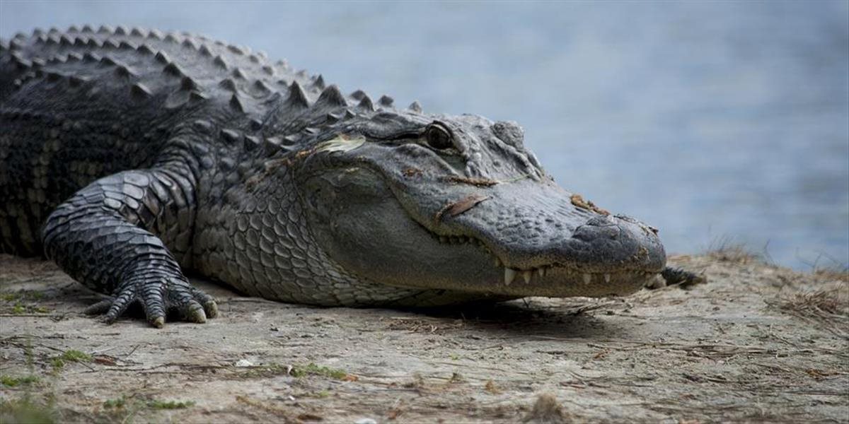 FOTO V USA objavili gigantického krokodíla, ľudia neverili, že je skutočný