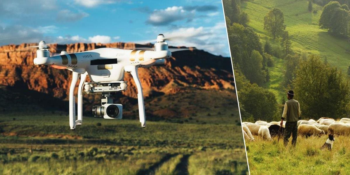 VIDEO: Namiesto pastierskych psov budú na dobytok štekať drony