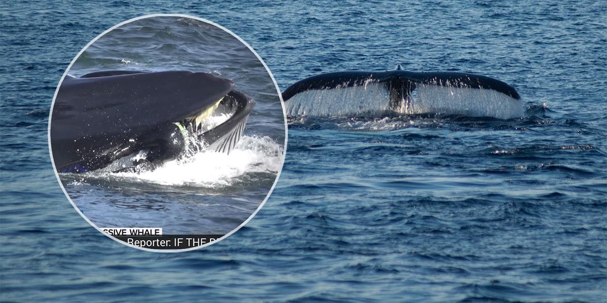VIDEO: Veľryba si potápača pomýlila s planktónom, uväznila ho vo svojich ústach!