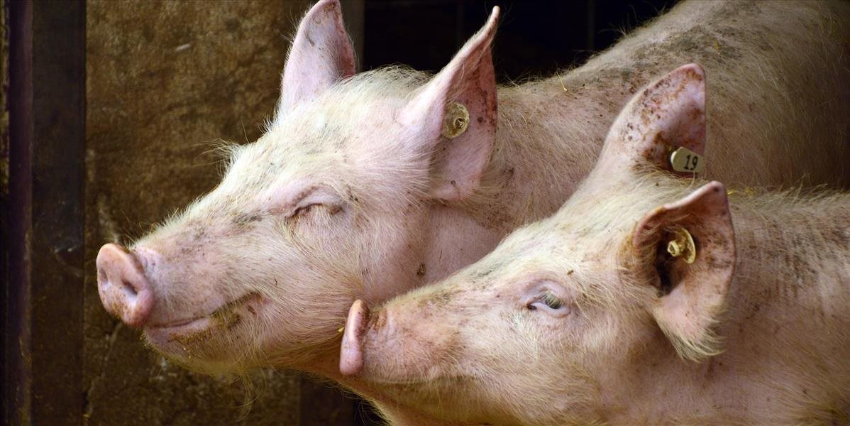 Česko je prvou krajinou, ktorej sa podarilo vykoreniť arický mor prasiat