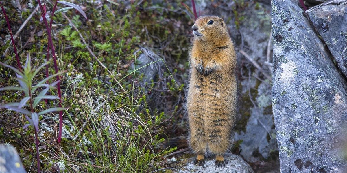 Ochranári pomáhajú prebudeným syslom jablkami a slnečnicou