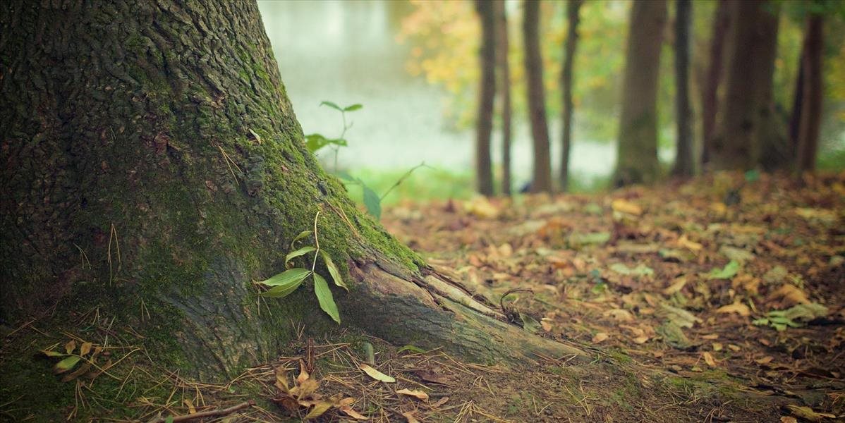 Európsky strom roka 2019 pochádza z maďarských Snežných hôr
