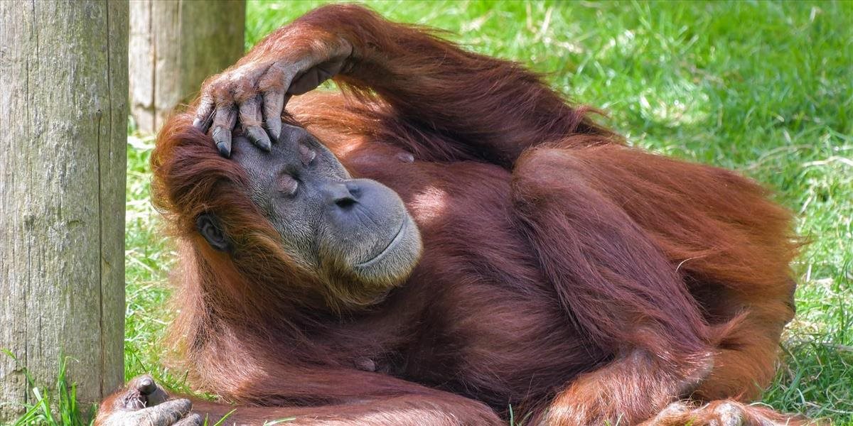 Zadržali Rusa, ktorý sa pokúšal prepašovať orangutana
