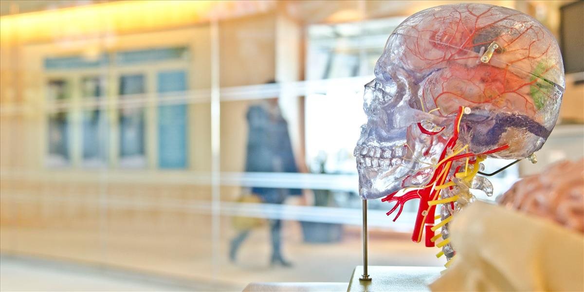 Vedcom sa podaril veľký prelom, v Petriho miske vypestovali mozog