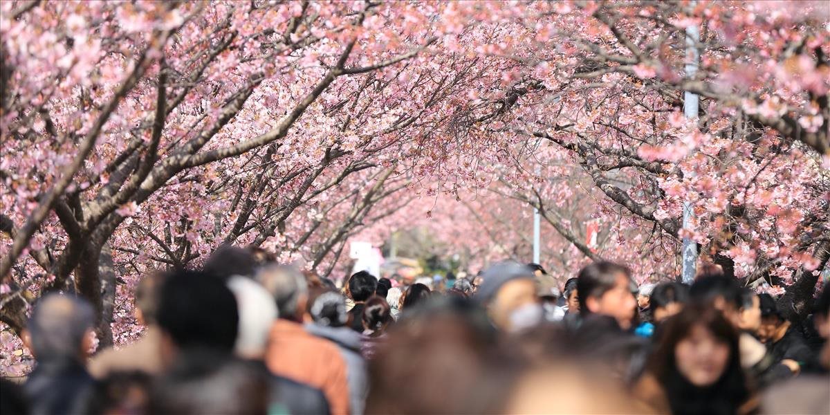 V Japonsku začala čerešňová sezóna: Zem sa sfarbila do ružova